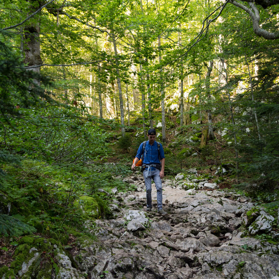Bos Sutjeska Nationaal Park-1