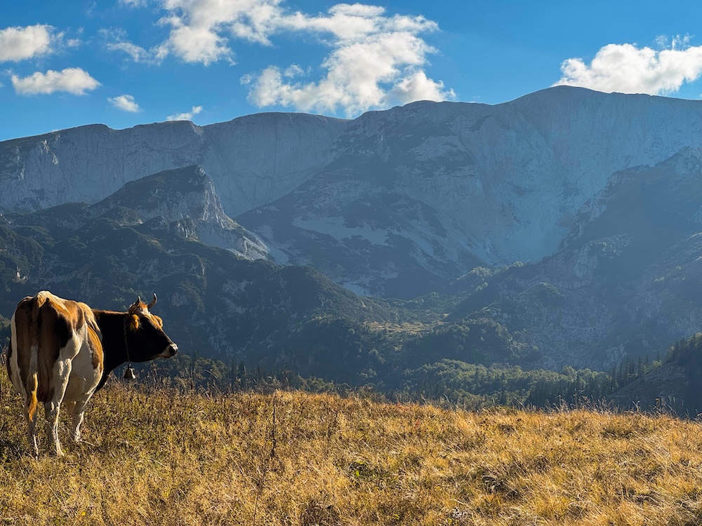 Koe in Sutjeska Nationaal Park