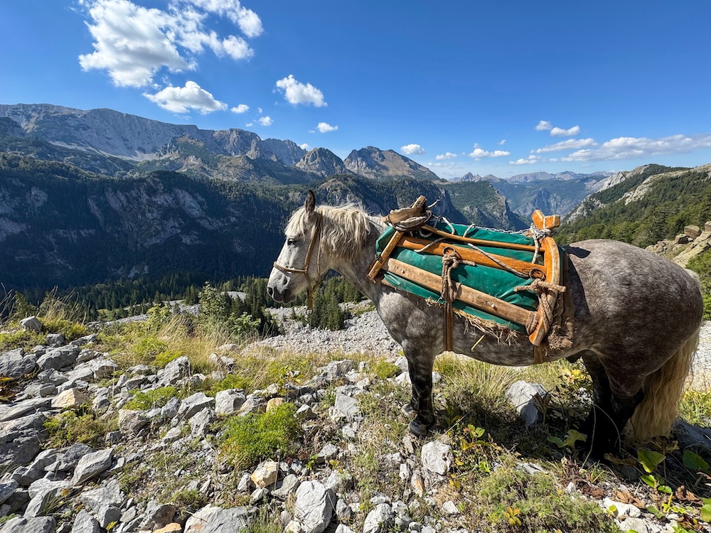 Paard in Sutjeska Nationaal Park